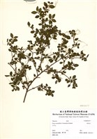 藏品(假柃木)的圖片